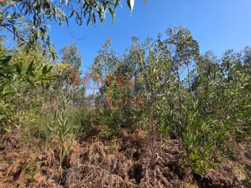 Terreno Agricola ou Rústico para Venda em Albergaria-A-Velha e Valmaior