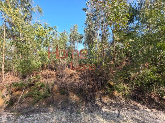 Terreno Agricola ou Rústico para Venda em Albergaria-A-Velha e Valmaior Foto 4