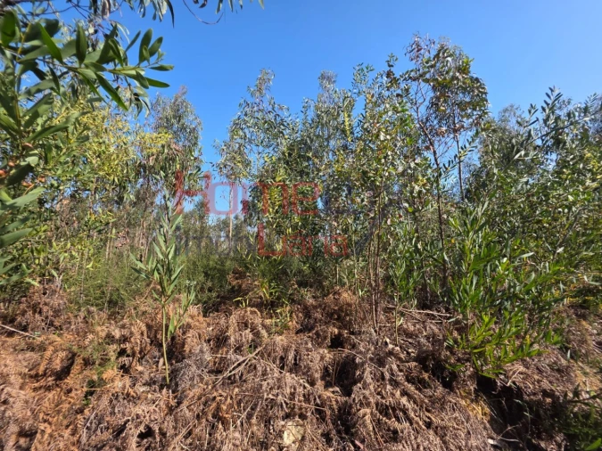 Terreno Agricola ou Rústico para Venda em Albergaria-A-Velha e Valmaior Foto 14