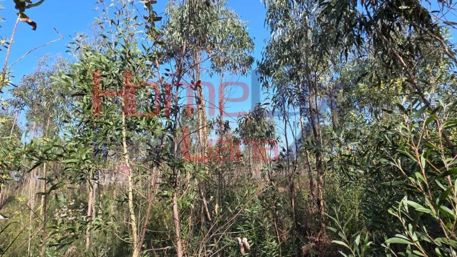 Terreno Agricola ou Rústico para Venda em Albergaria-A-Velha e Valmaior