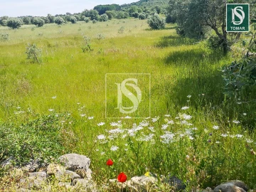Terreno para Venda em Chãos