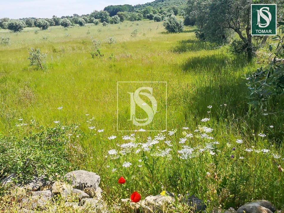 Terreno para Venda em Chãos Foto 6