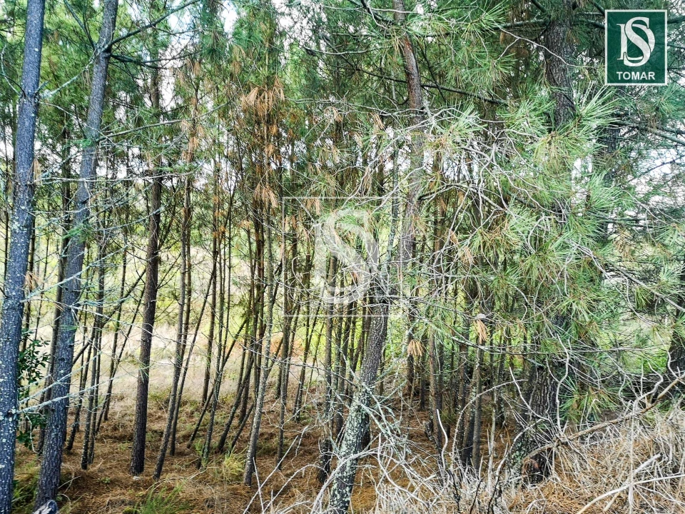 Terreno para Venda em Serra e Junceira Foto 7