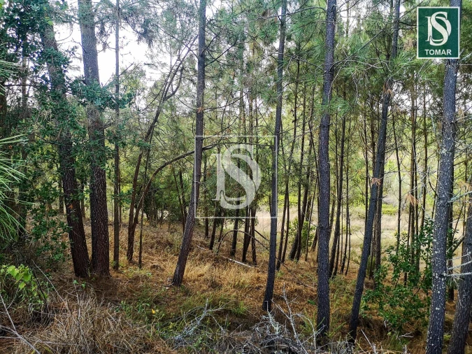 Terreno para Venda em Serra e Junceira Foto 6