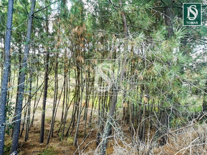 Terreno para Venda em Serra e Junceira Foto 7