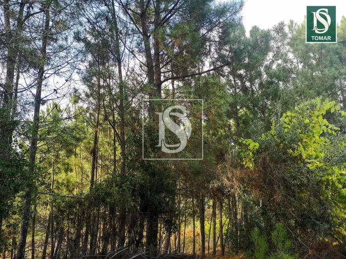 Terreno para Venda em Serra e Junceira Foto 3