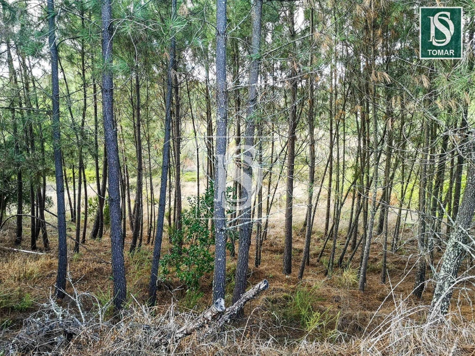 Terreno para Venda em Serra e Junceira Foto 5