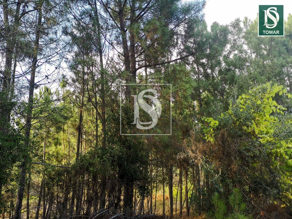 Terreno para Venda em Serra e Junceira Foto 3