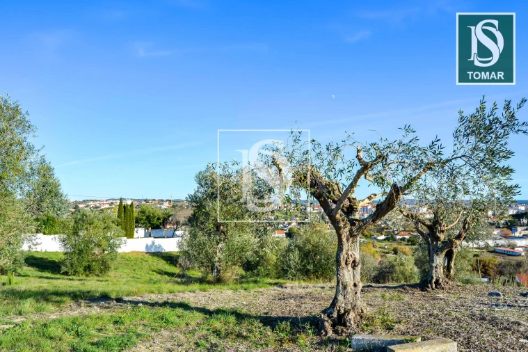Terreno para Venda em São João Baptista e Santa Maria dos Olivais Foto 20