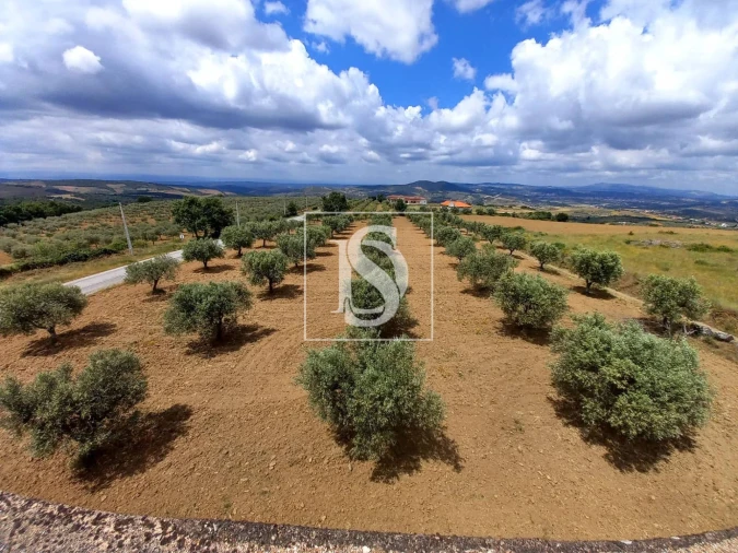 Terreno para Venda em Macedo de Cavaleiros Foto 4