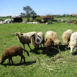 Moradia T3 para Venda em Maiorca