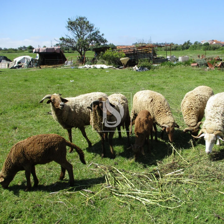 Moradia T3 para Venda em Maiorca Foto 3