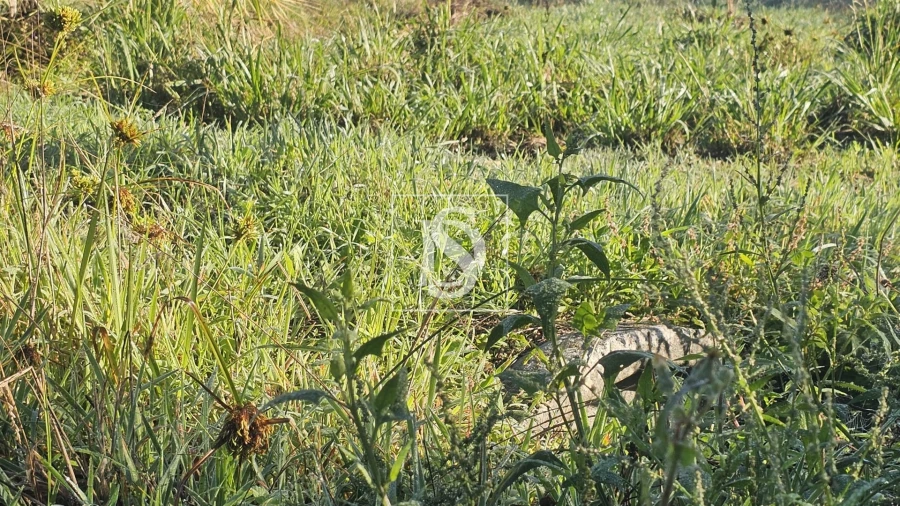 Terreno para Venda em Alqueidão Foto 41