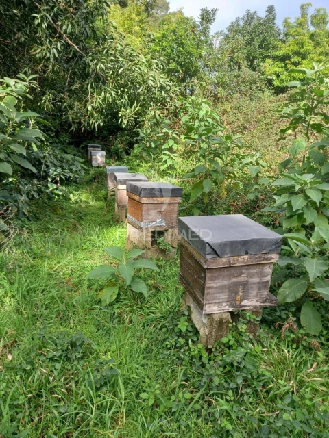 Terreno para Venda em Biscoitos