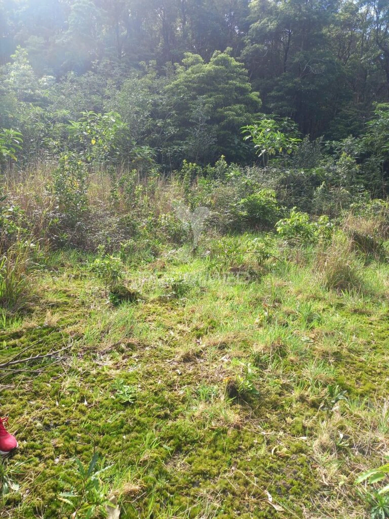 Terreno para Venda em Biscoitos Foto 6