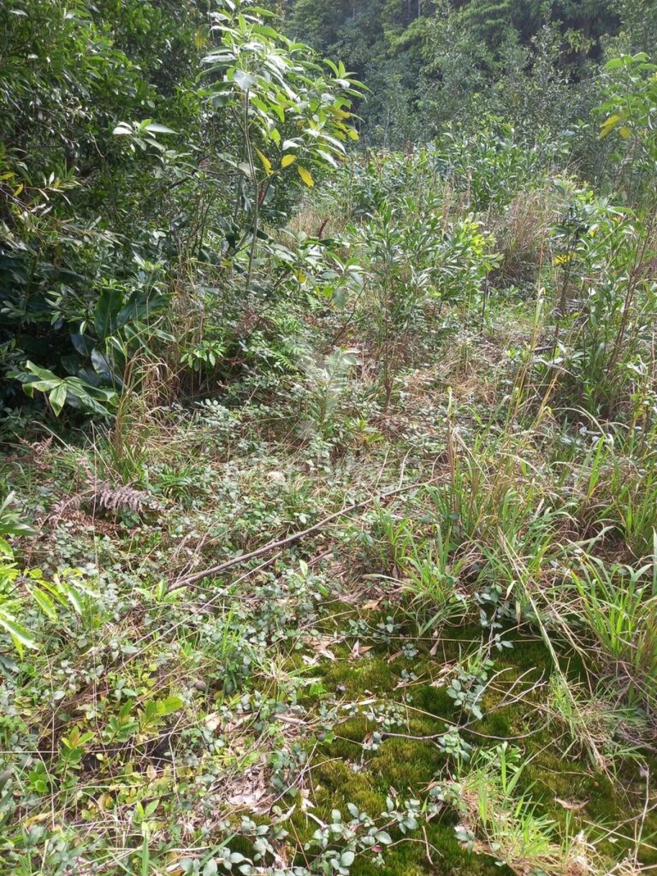 Terreno para Venda em Biscoitos Foto 1