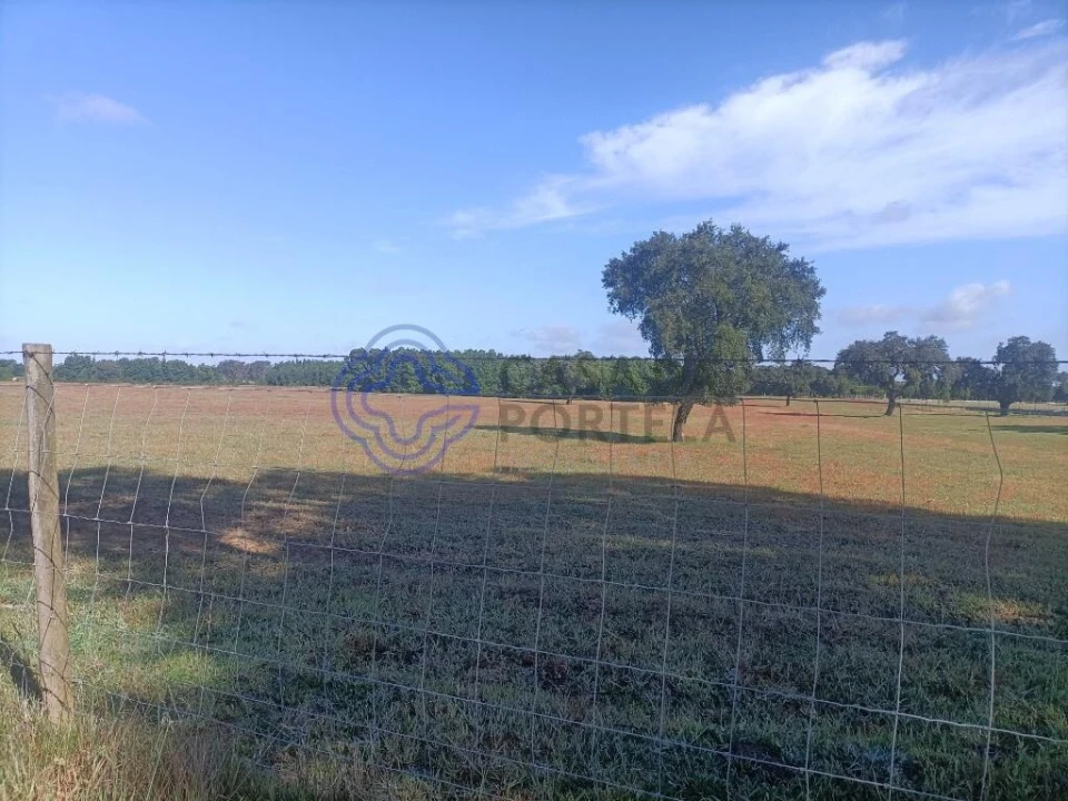 Terreno para Venda em Pegões Foto 5
