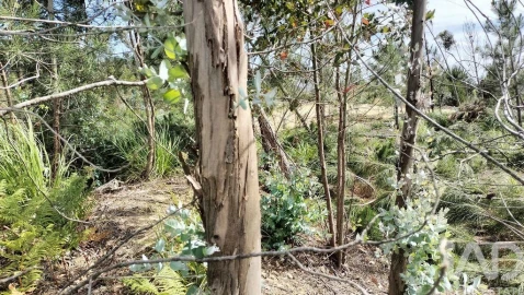 Terreno para Venda em Leiria, Pousos, Barreira e Cortes