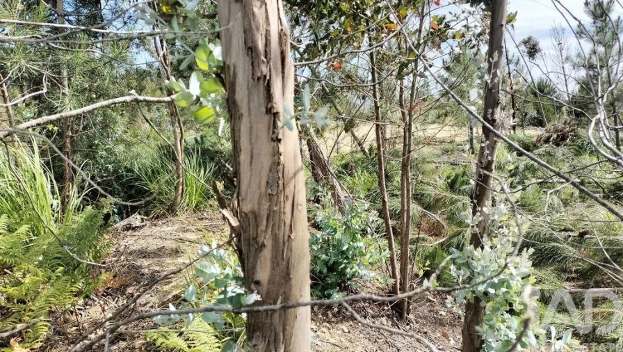 Terreno para Venda em Leiria, Pousos, Barreira e Cortes Foto 25