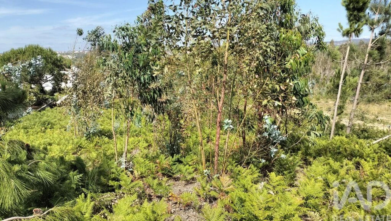 Terreno para Venda em Leiria, Pousos, Barreira e Cortes Foto 27