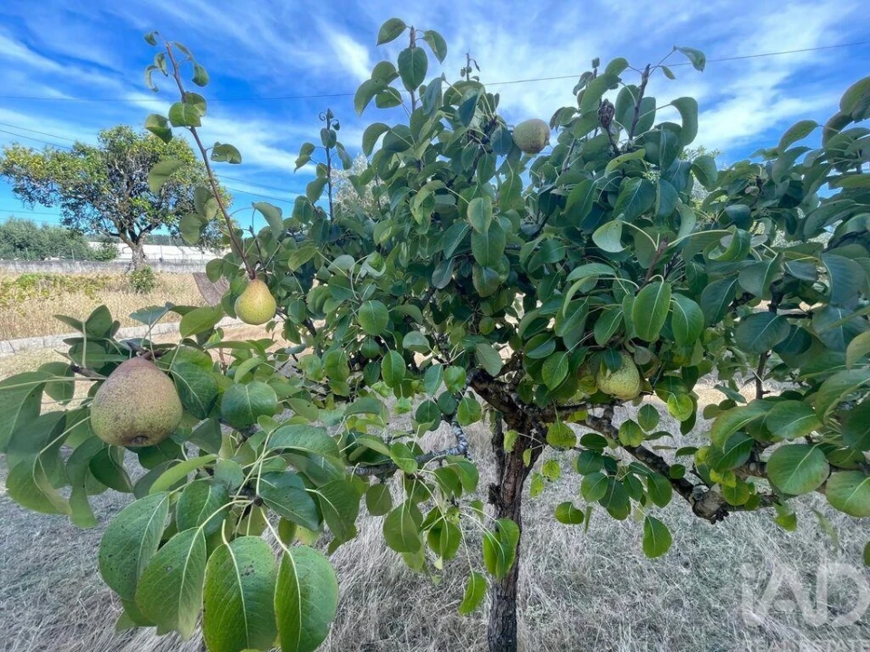 Moradia T4 para Venda em Pelariga Foto 27
