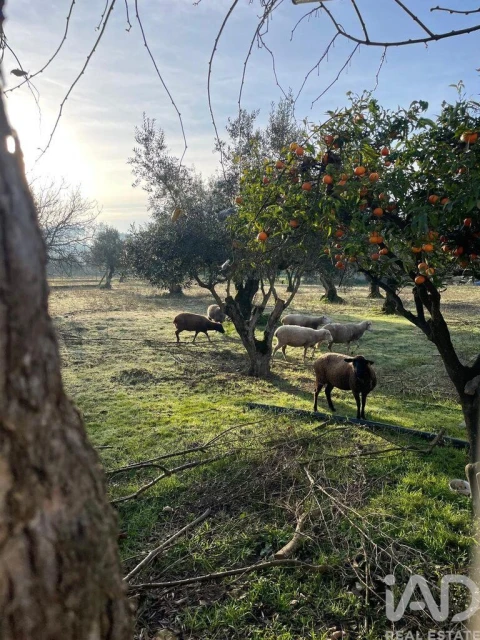 Moradia T4 para Venda em Pelariga