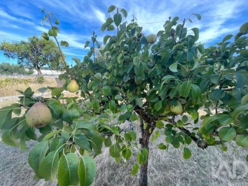 Moradia T4 para Venda em Pelariga