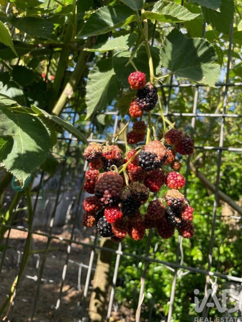 Moradia T4 para Venda em Pelariga