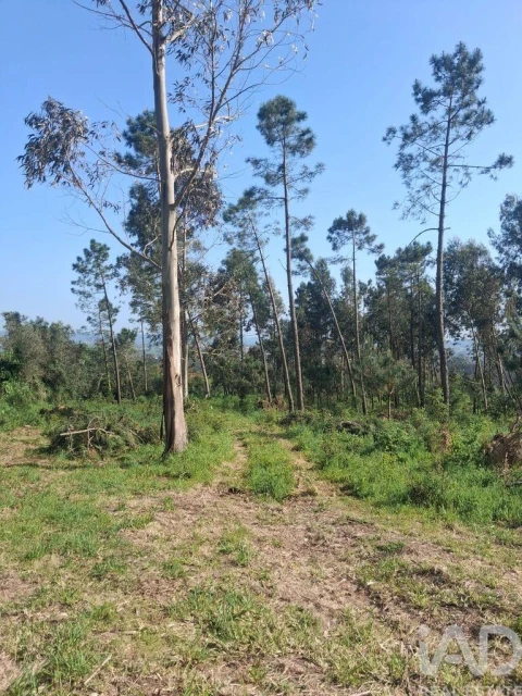 Terreno para Venda em Aljubarrota