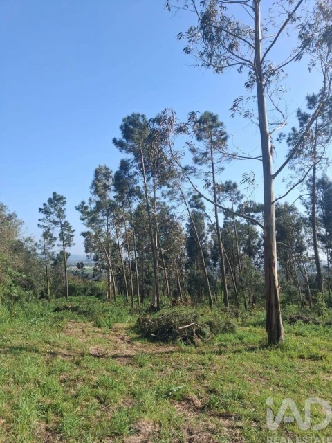 Terreno para Venda em Aljubarrota