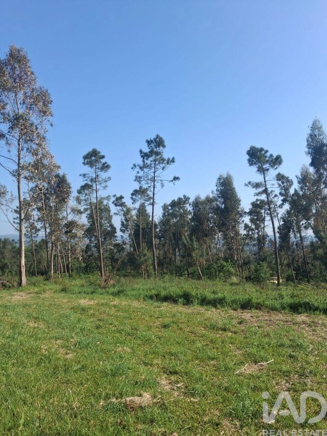 Terreno para Venda em Aljubarrota Foto 8