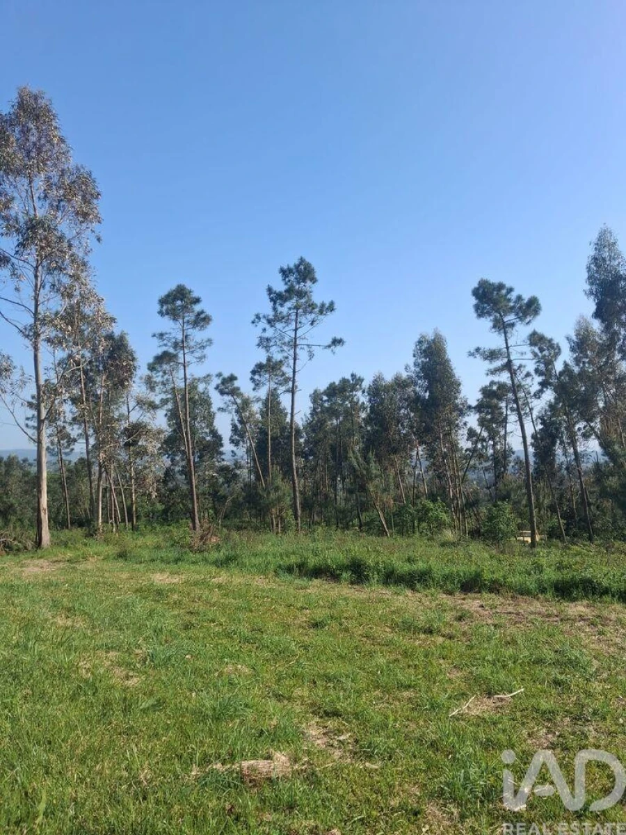 Terreno para Venda em Aljubarrota Foto 8
