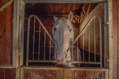Quinta T11 para Venda em Azueira e Sobral da Abelheira