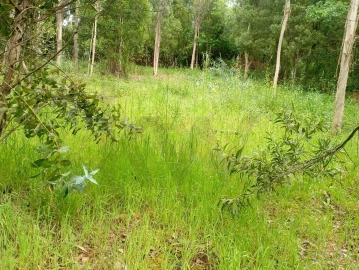 Terreno para Venda em Ouca