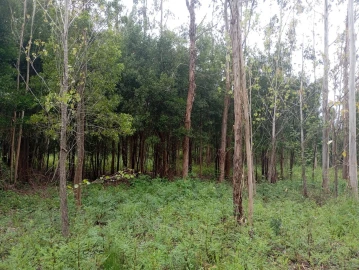 Terreno para Venda em Ouca