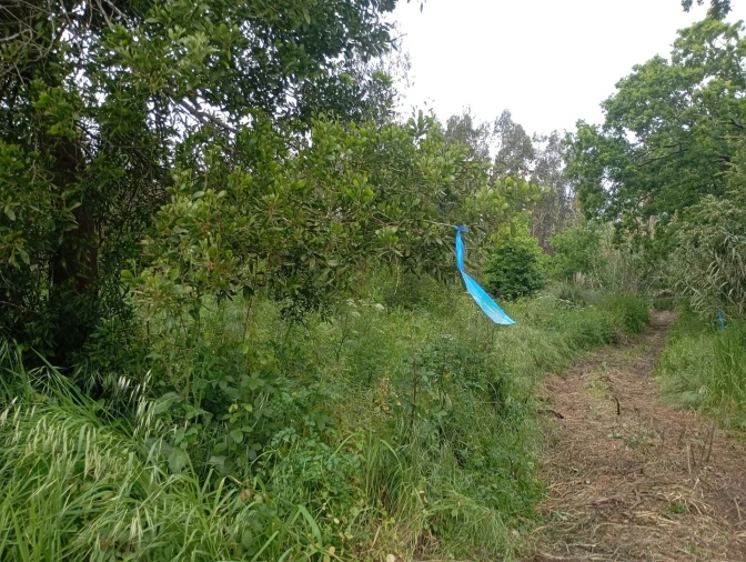 Terreno para Venda em Ouca Foto 4