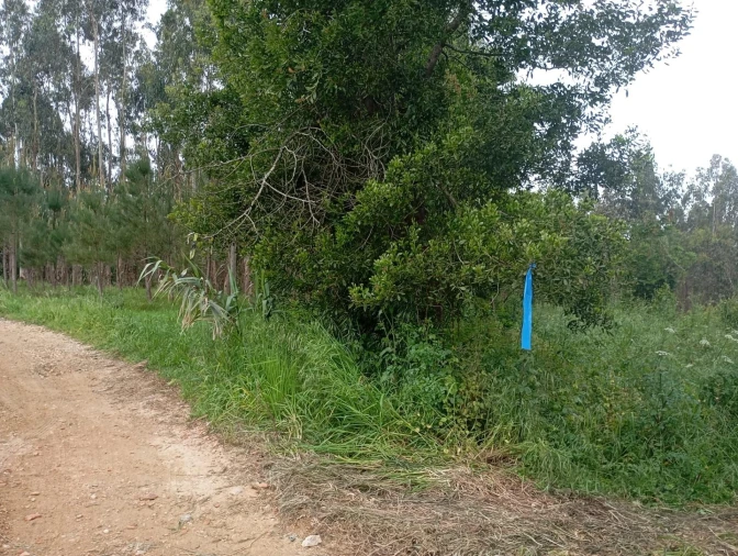 Terreno para Venda em Ouca Foto 5