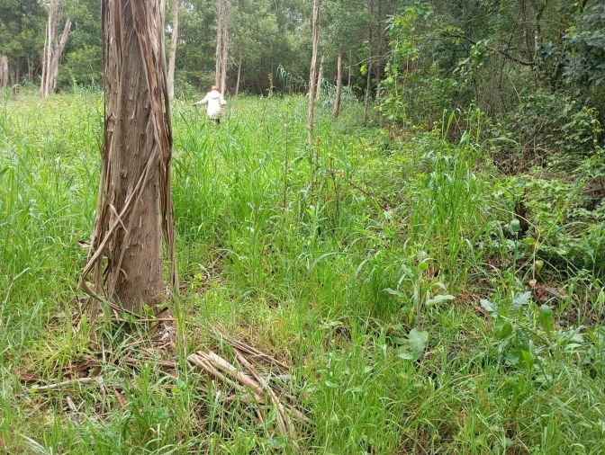 Terreno para Venda em Ouca Foto 12