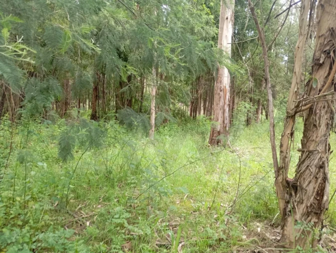 Terreno para Venda em Ouca Foto 9