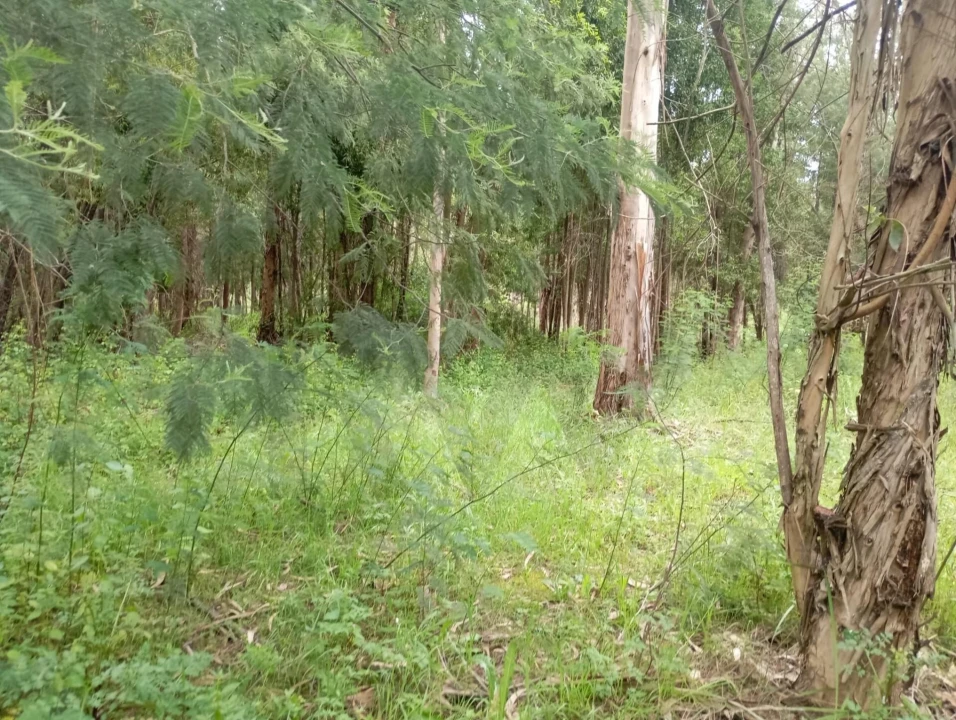 Terreno para Venda em Ouca Foto 9