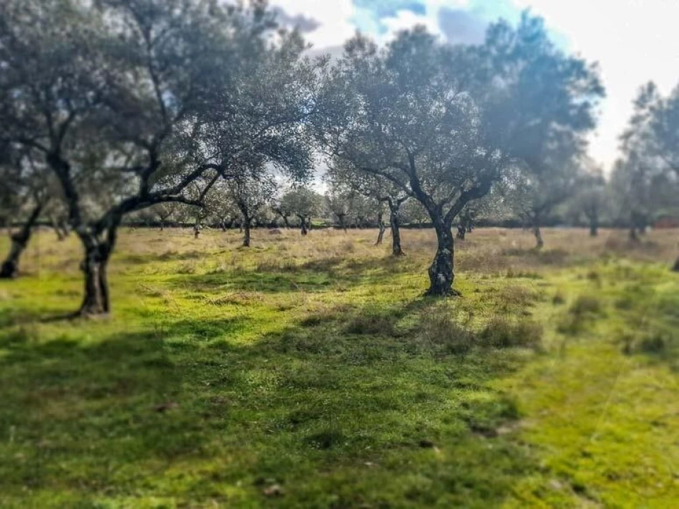 Terreno para Venda em Castelo Branco Foto 21