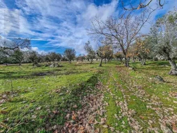 Terreno para Venda em Castelo Branco