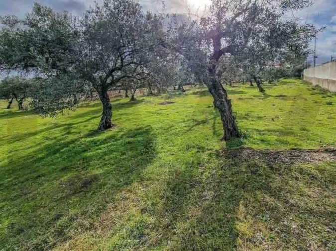 Terreno para Venda em Castelo Branco Foto 19