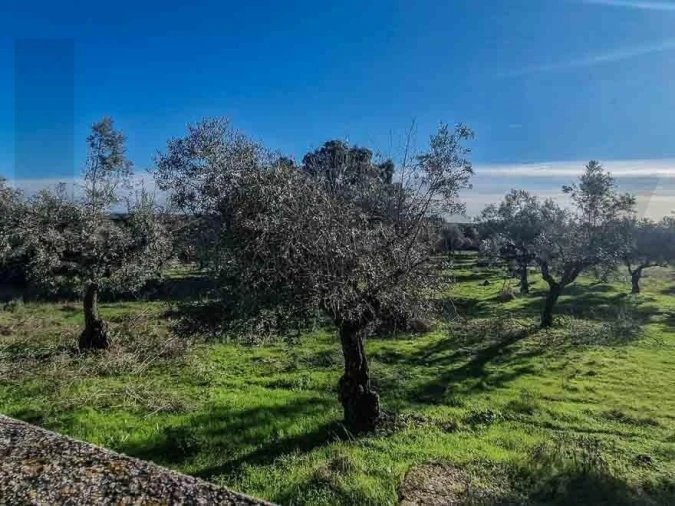 Terreno para Venda em Castelo Branco Foto 12