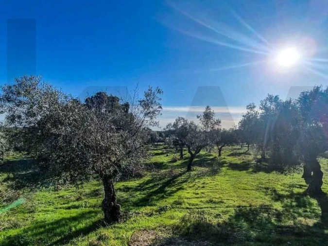 Terreno para Venda em Castelo Branco Foto 11