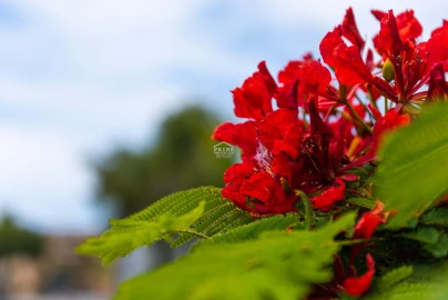 Apartamento T2 para Venda em São Martinho