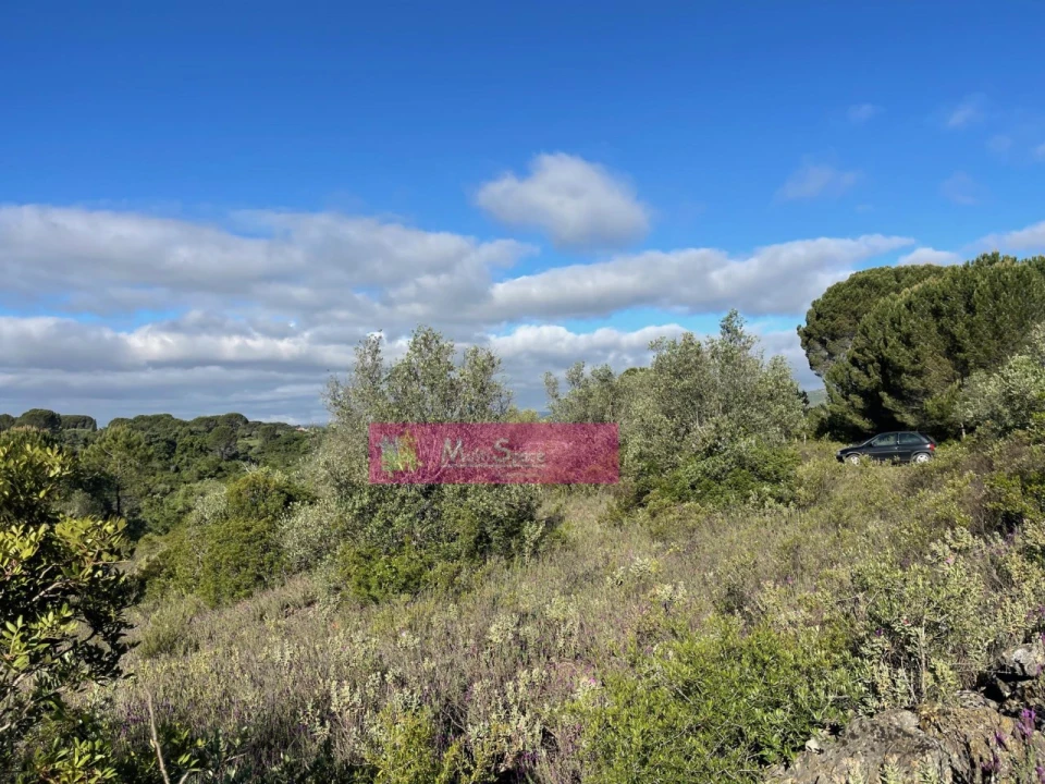 Terreno Misto para Venda em Zibreira Foto 3