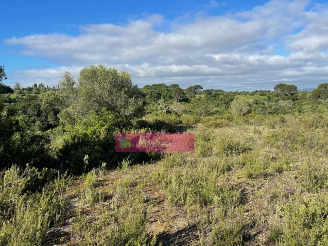 Terreno Misto para Venda em Zibreira Foto 24