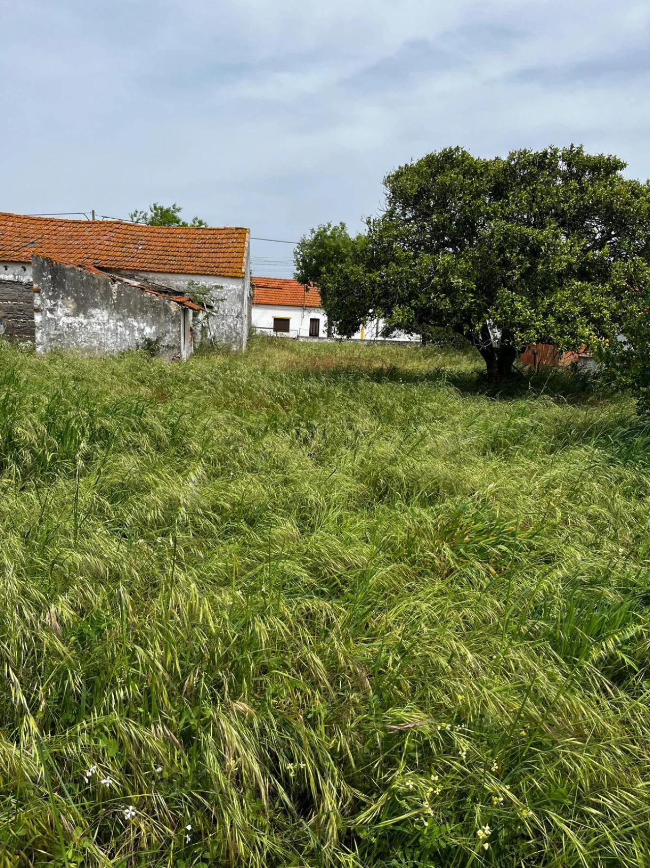 Terreno para Venda em Fazendas de Almeirim Foto 4