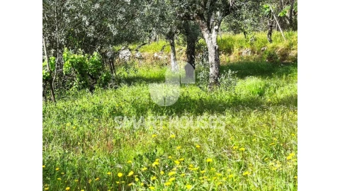 Quinta para Venda em Midões
